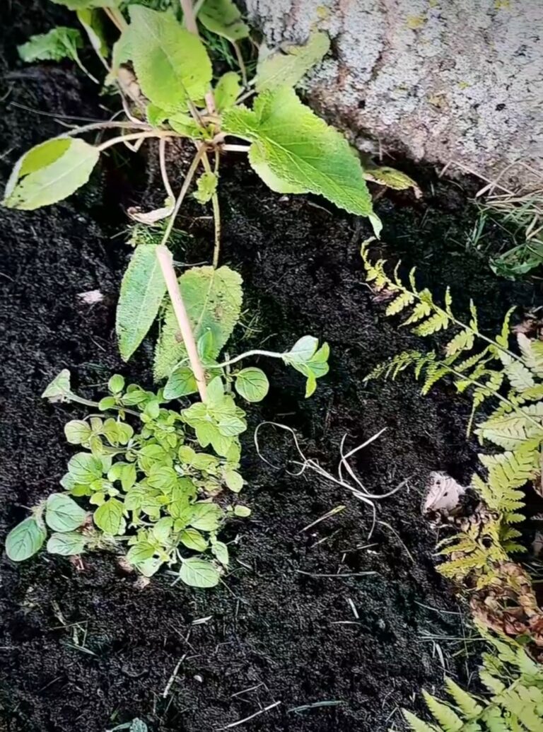 Meer dan alleen Guerilla Gardenen - Guerrilla Gardeners